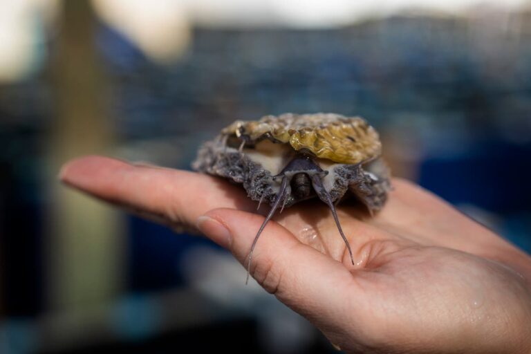 A curious South African sea snail is a prized dish in Asia. That has meant a trail of destruction