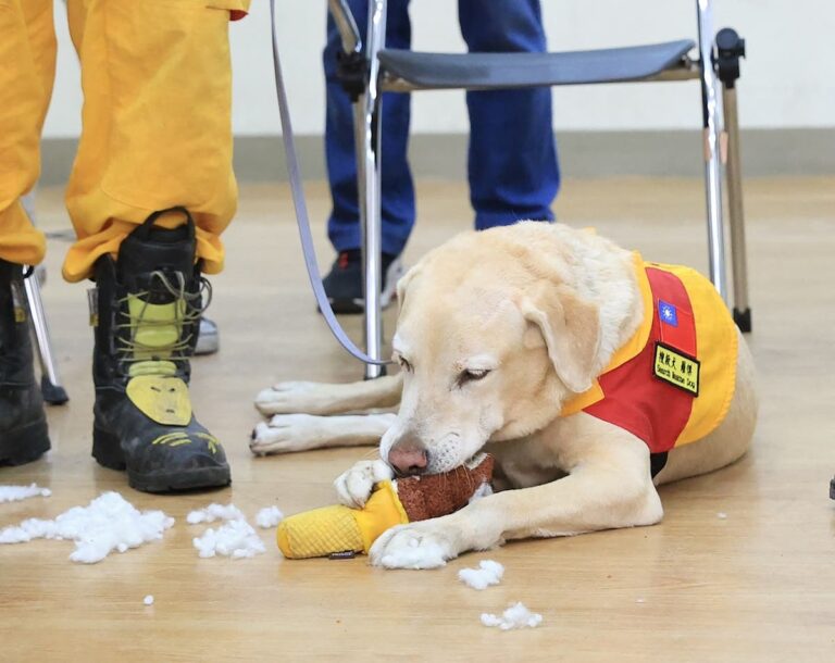 Sniffer dog who was ‘too friendly’ for drugs role is excelling in Taiwan earthquake rescues